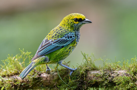Just call this photo "gorgeous", the beauty of the Speckled tanager and the composition with the mossy branch makes this photo very unique and picturesque .