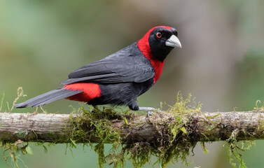 striking Crimson-collared tanager making a beautiful contrast in its natural environment  