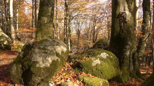 Vetusta beech forest of Cimino mount in autumn. Foliage in Lazio,  Italy