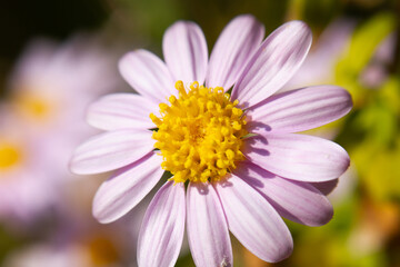 Close up of a beautiful pink flower 
with its pistils and yellow pollen in a garden. Macro view