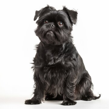 Affenpinscher dog isolated on white background. Generative AI