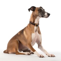 Greyhound dog isolated on white background. Generative AI