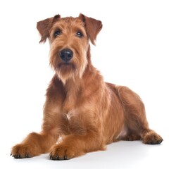 Irish Terrier dog isolated on white background. Generative AI