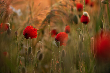 Czerwone maki na polu o wschodzie słońca © Elżbieta Kaps