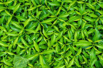 green leaves background