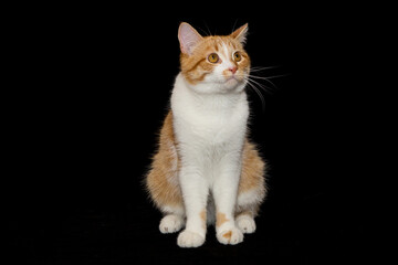 Fototapeta na wymiar Portrait of a red and white cat on a black background