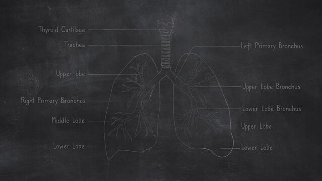 Human Lungs Anatomy Hand Drawn on Chalkboard
