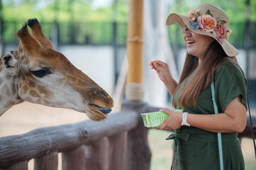 Asian woman tourist feeding a giraffe at the zoo during holiday. © Anucha