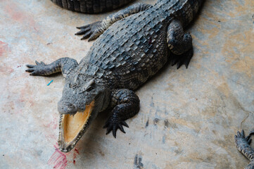 Crocodile was bitten and there was blood. sleeping on the farm