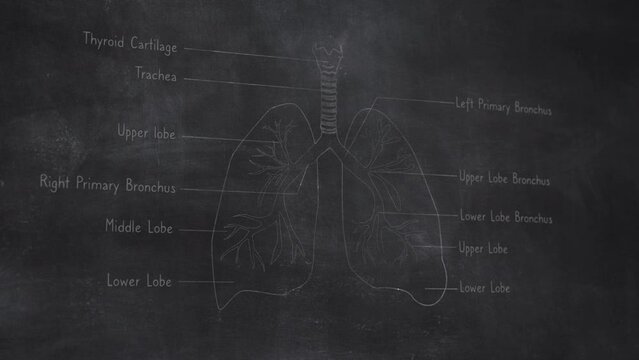3D Human Lungs Anatomy Hand Drawn on Chalkboard