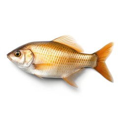 Obraz premium Fish isolated on a white background