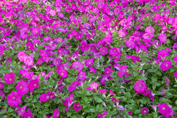 Obraz premium Beautiful Pink Purple Petunia flowers with green leaves. Scientific Name: Petunia atkinsiana