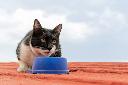Cute homeless cat eating food