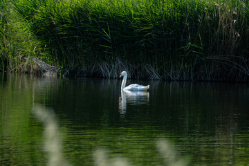 Naklejka na ściany i meble Swan in Pond