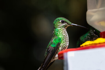 A bright green-crowned hummingbird perched on a watering hole in Monteverde, Costa Rica.