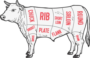 Illustration of animal parts of beef.