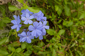 Plumbago auriculata blue flowering tropical plant, cape leadwort five petals flowers in bloom