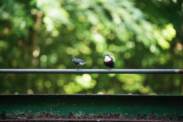 Junge Wasseramsel neben erwachsener Wasseramsel