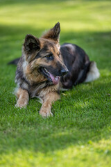 Lying German shepherd dog with longer fur.