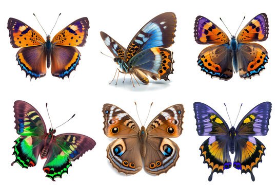 beautiful butterflies for decoration content on transparent background (png)