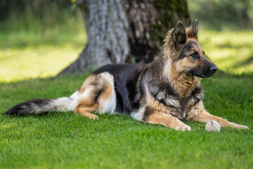 Lying German shepherd dog with longer fur.