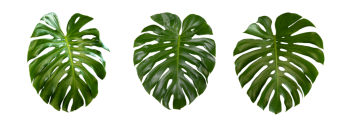 Group Plant leaves Green nature Tropical forest isolated on transparent background - png	