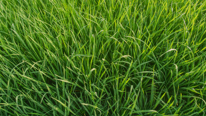 Fototapeta na wymiar green young paddy background