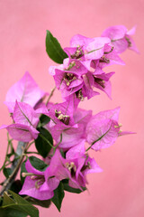 Bougainvillea branch, ornamental flower, pink pastel color, closeup.