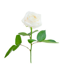 Obraz premium white rose flower isolated on a white background. High quality photo