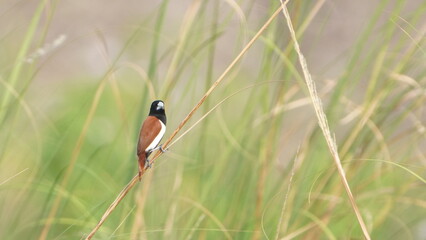 Tricoloured Munia on the grass 
