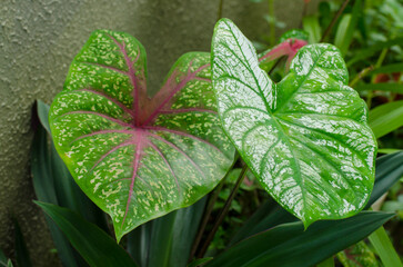 Colorful leaf. Caladium bicolor. Also known as Heart of Jesus. 