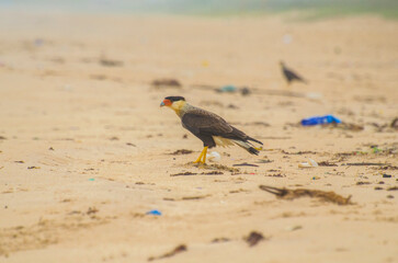 Bird looking for food on a polluted beach. Caracara plancus