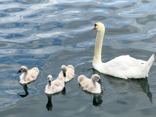 swans on the lake