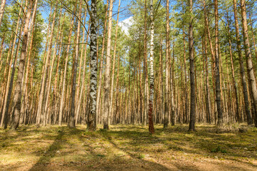 two birch trees in pine forest
