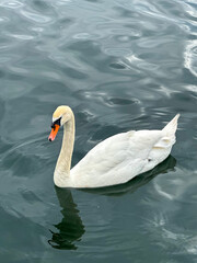 swan on the lake