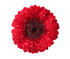Red gerbera flower head with water drops isolated on transparent background. Gerbera flower with...