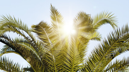 Fototapeta premium Sun rays through the palm tree leaves over blue sky. Summer sunset scenery. Holidays and summertime background.