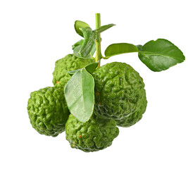 Bunch of bergamot or kaffir lime fruit  on transparent png