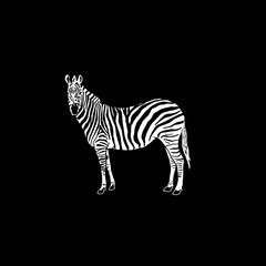 Zebra. Black and white zebra.