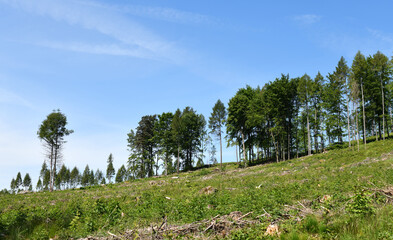 Waldsterben, abgeholzte Fläche