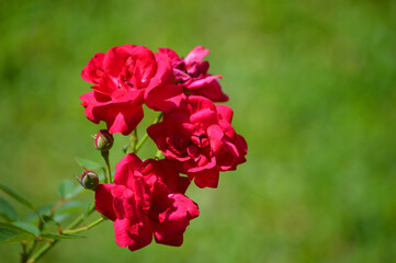 red  flowers