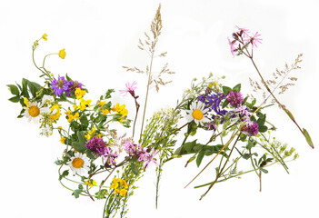 Flowering wild grass and herbs isolated on white background. Border of meadow flowers wildflowers...