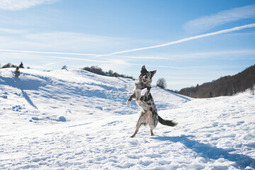 cane in montagna sulla neve 