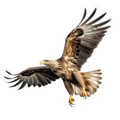 Eagle isolated on a white background