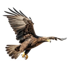 Fototapeta premium Eagle isolated on a white background
