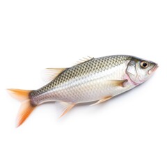 Isolated Fish on White Background with Focus Stacking generative AI