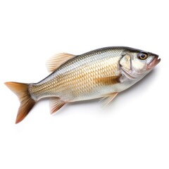 Fototapeta premium Isolated Fish on White Background with Focus Stacking generative AI