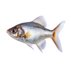 Fototapeta premium Isolated Fish on White Background with Focus Stacking generative AI