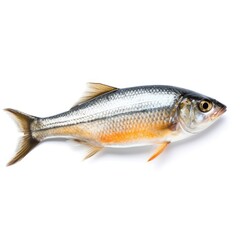Fototapeta premium Isolated Fish on White Background with Focus Stacking generative AI