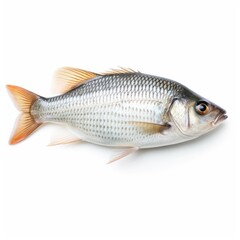 Fototapeta premium Isolated Fish on White Background with Focus Stacking generative AI